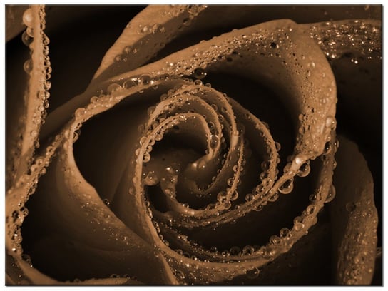 Obraz Brązowa róża, 40x30 cm Oobrazy