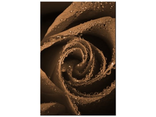 Obraz Brązowa róża, 80x120 cm Oobrazy