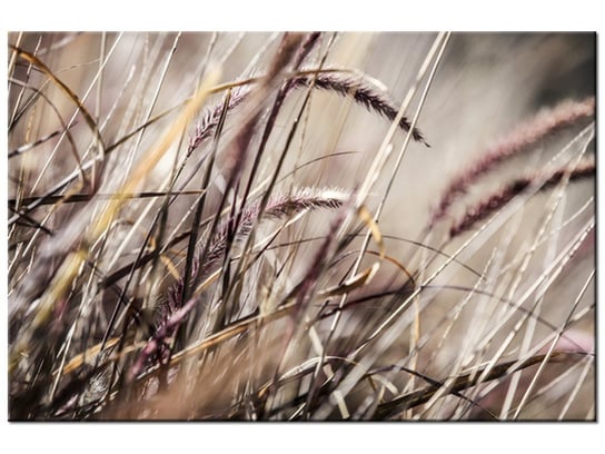 Obraz, Buszujący w trawie - Nina Matthews, 120x80 cm Oobrazy