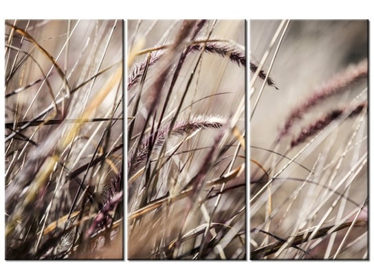 Obraz Buszujący w trawie - Nina Matthews, 3 elementy, 90x60 cm Oobrazy