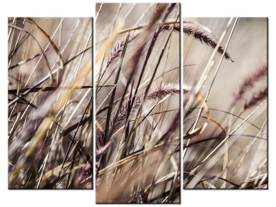 Obraz Buszujący w trawie - Nina Matthews, 3 elementy, 90x70 cm Oobrazy