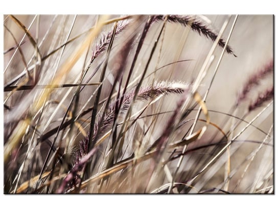 Obraz Buszujący w trawie-Nina Matthews, 30x20 cm Oobrazy