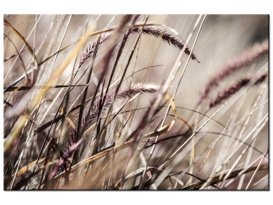 Obraz, Buszujący w trawie - Nina Matthews, 60x40 cm Oobrazy