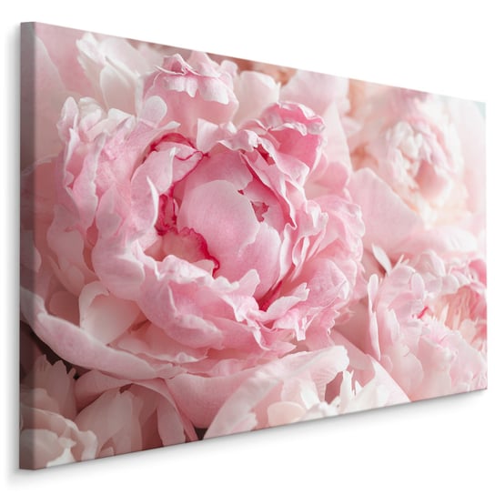 Obraz Canvas Do Salonu PIWONIE Rośliny Kwiaty Natura Dekoracja 70cm x 50cm Muralo