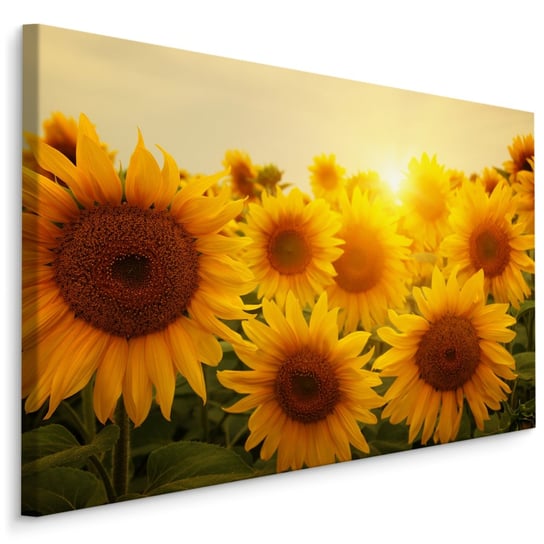 Obraz Canvas Słoneczniki Kwiaty Pole Natura ZACHÓD SŁOŃCA 3D 70cm x 50cm Muralo