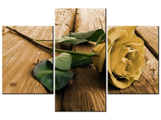 Obraz Ciekawa róża, 3 elementy, 90x60 cm Oobrazy