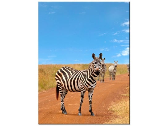 Obraz Ciekawskie zebry, 30x40 cm Oobrazy
