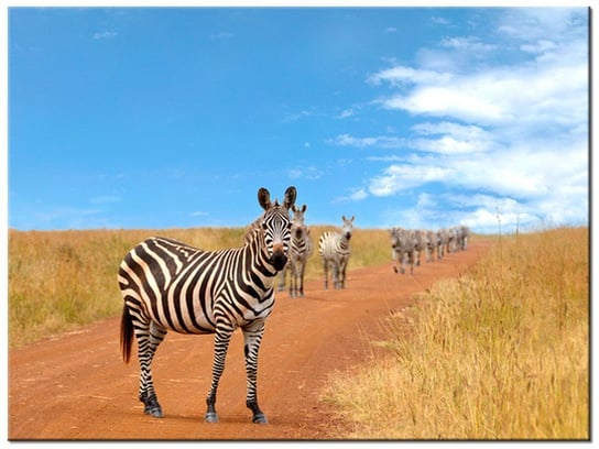 Obraz Ciekawskie zebry, 40x30 cm Oobrazy