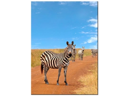 Obraz Ciekawskie zebry, 50x70 cm Oobrazy