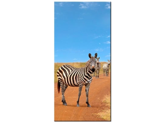 Obraz Ciekawskie zebry, 55x115 cm Oobrazy