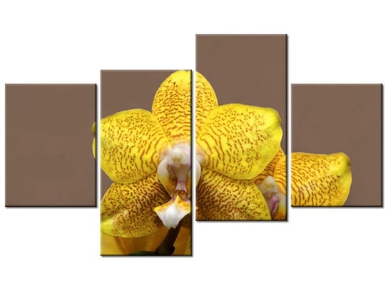 Obraz Cytrynowa orchidea, 4 elementy, 120x70 cm Oobrazy