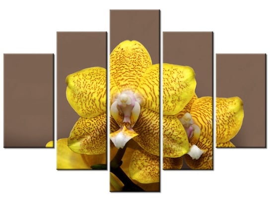 Obraz Cytrynowa orchidea, 5 elementów, 150x105 cm Oobrazy