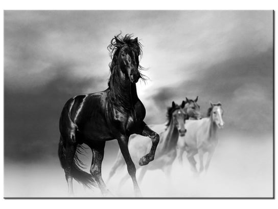 Obraz Czarny koń, 100x70 cm Oobrazy