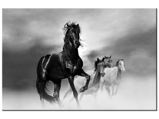 Obraz, Czarny koń, 120x80 cm Oobrazy