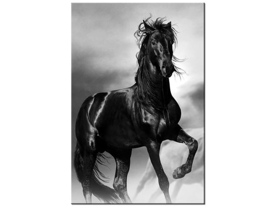 Obraz Czarny koń, 20x30 cm Oobrazy