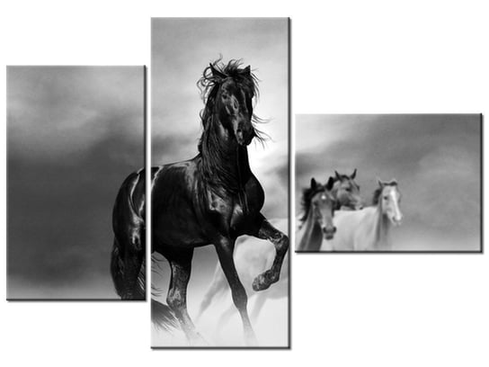 Obraz, Czarny koń, 3 elementy, 100x70 cm Oobrazy