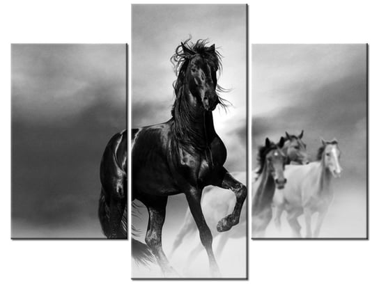 Obraz Czarny koń, 3 elementy, 90x70 cm Oobrazy