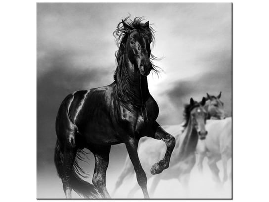 Obraz, Czarny koń, 30x30 cm Oobrazy