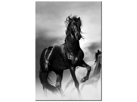 Obraz Czarny koń, 60x90 cm Oobrazy