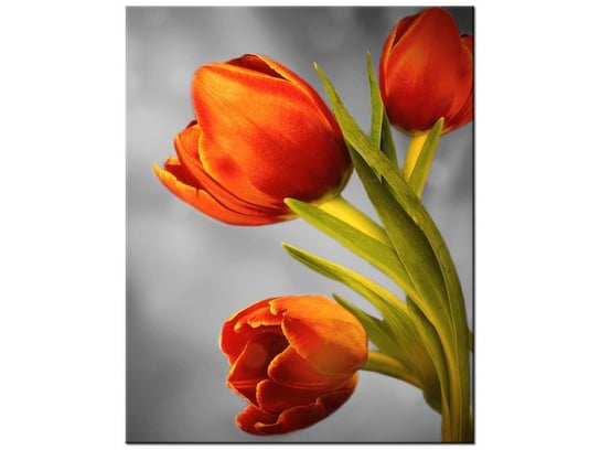 Obraz Czerowne tulipany, 40x50 cm Oobrazy