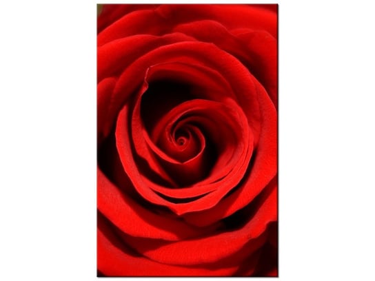 Obraz Czerwona róża, 20x30 cm Oobrazy