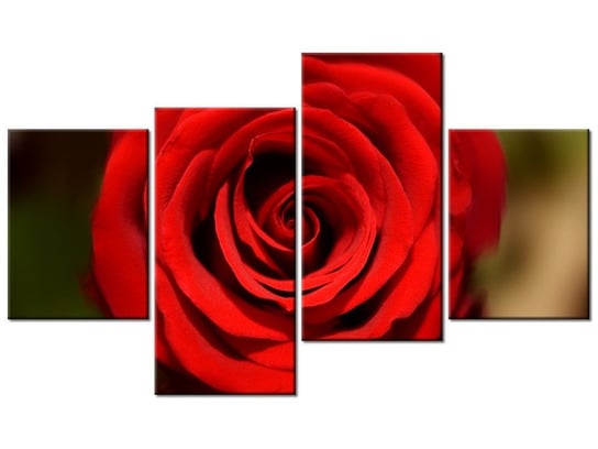 Obraz Czerwona róża, 4 elementy, 120x70 cm Oobrazy