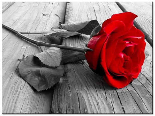 Obraz, Czerwona róża, 40x30 cm Oobrazy