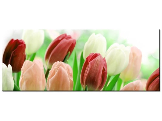 Obraz Czerwone tulipany, 100x40 cm Oobrazy