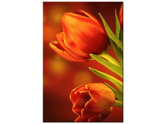 Obraz Czerwone tulipany, 20x30 cm Oobrazy