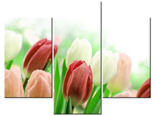 Obraz Czerwone tulipany, 3 elementy, 90x70 cm Oobrazy