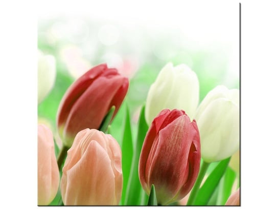 Obraz Czerwone tulipany, 30x30 cm Oobrazy