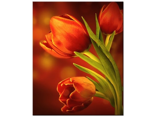 Obraz Czerwone tulipany, 40x50 cm Oobrazy