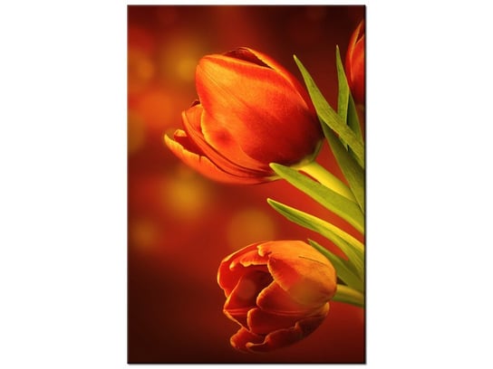 Obraz Czerwone tulipany, 40x60 cm Oobrazy