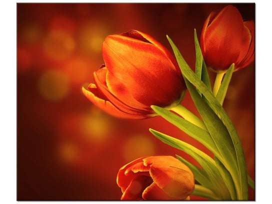 Obraz Czerwone tulipany, 60x50 cm Oobrazy