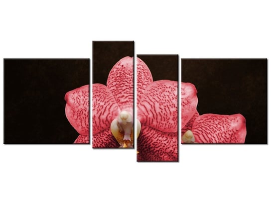 Obraz Czerwony storczyk, 4 elementy, 120x55 cm Oobrazy