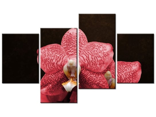 Obraz Czerwony storczyk, 4 elementy, 120x70 cm Oobrazy