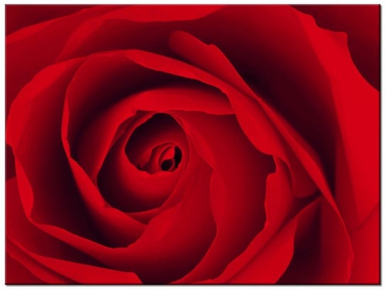 Obraz Czewona róża, 40x30 cm Oobrazy