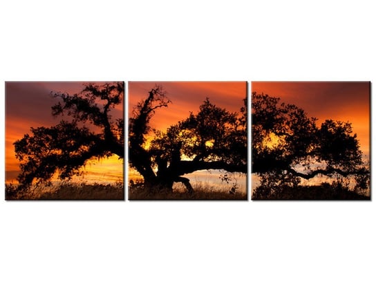 Obraz Dąb w zachodzącym słońcu - Don McCullough, 3 elementy, 120x40 cm Oobrazy