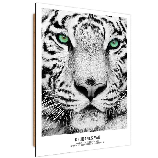 Obraz dekoracyjny FEEBY, Afryka Tygrys Zwierzęta 40x60 Feeby