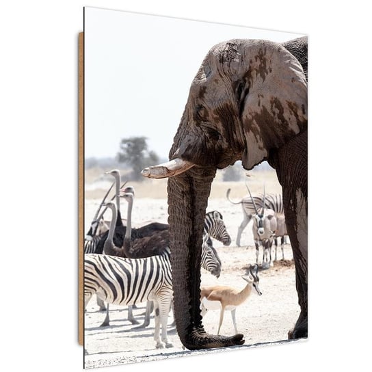Obraz dekoracyjny FEEBY, Afryka zwierzęta natura 50x70 Feeby