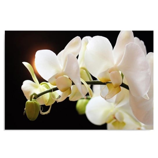 Obraz dekoracyjny FEEBY, Biała Orchidea Natura 80x60 Feeby