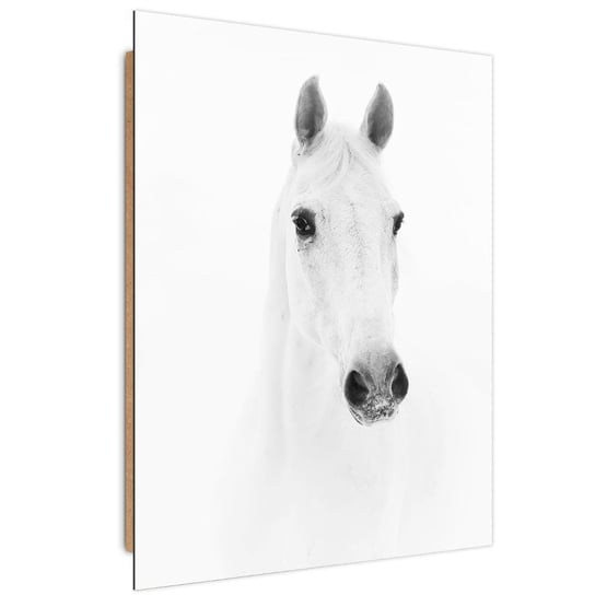 Obraz dekoracyjny FEEBY, Biały Koń Zwierzęta Natura 80x120 Feeby