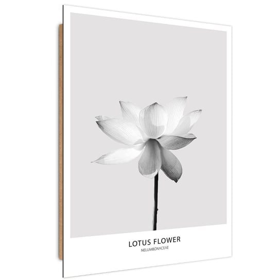 Obraz dekoracyjny FEEBY, Biały Kwiat Lotosu Natura 40x60 Feeby