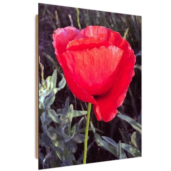 Obraz dekoracyjny FEEBY, Czerwony Kwiat Maku Natura 60x90 Feeby