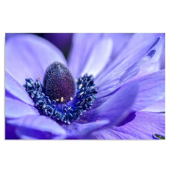 Obraz dekoracyjny FEEBY, Fioletowy Kwiat Natura 120x80 Feeby
