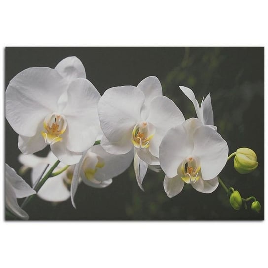 Obraz dekoracyjny FEEBY, Kwiat Storczyk Biały 40x30 Feeby