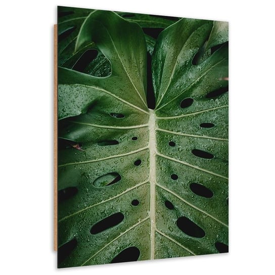 Obraz dekoracyjny FEEBY, Monstera Liść Natura 60x80 Feeby