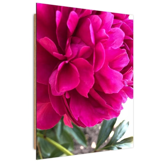Obraz dekoracyjny FEEBY, Piwonia Kwiat różowy Natura 40x60 Feeby