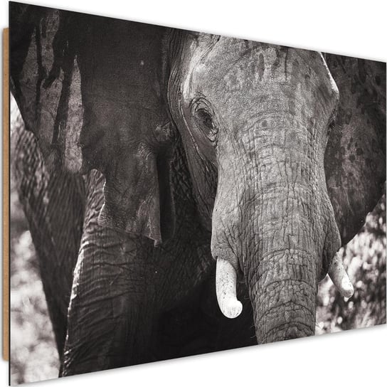 Obraz dekoracyjny FEEBY, Słoń Afryka Czarno Biały 90x60 Feeby