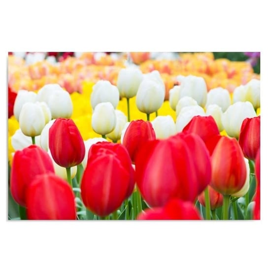 Obraz dekoracyjny FEEBY, Tulipany Kwiaty 50x40 Feeby